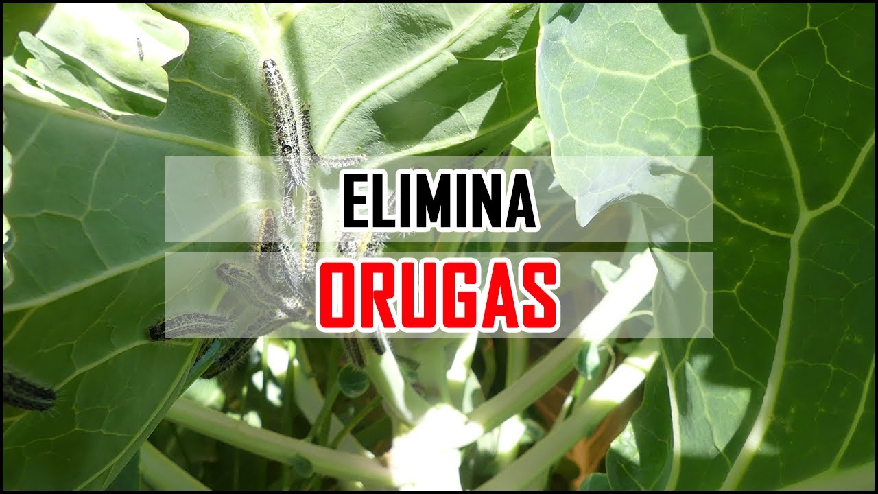 insecticida para la oruga de la col