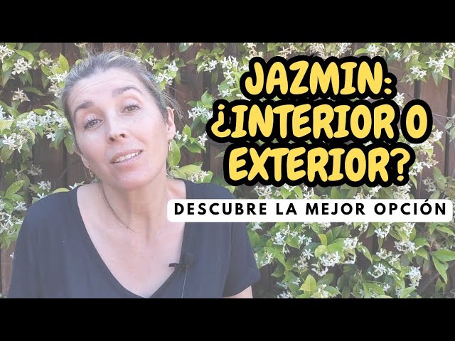 jazmín de madagascar interior o exterior
