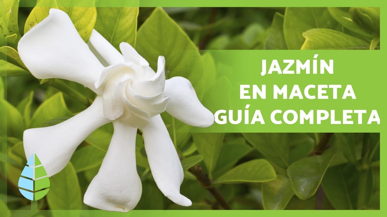 jazmín en maceta interior o exterior