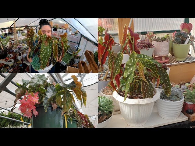 la begonia es de interior o exterior