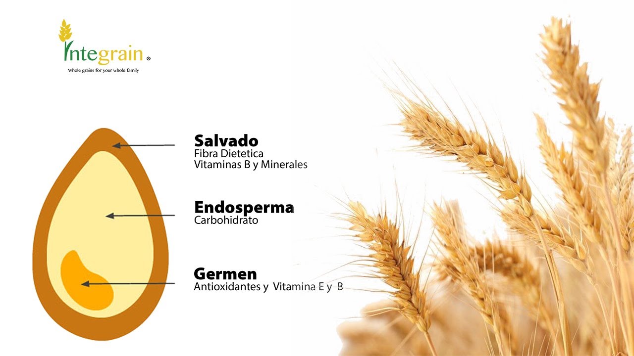 la parte exterior del grano de trigo