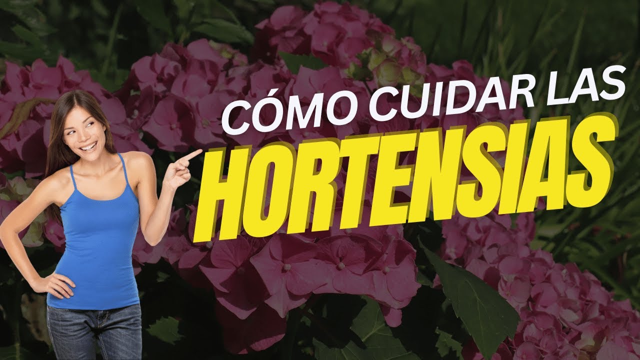 las hortensias son de interior o exterior