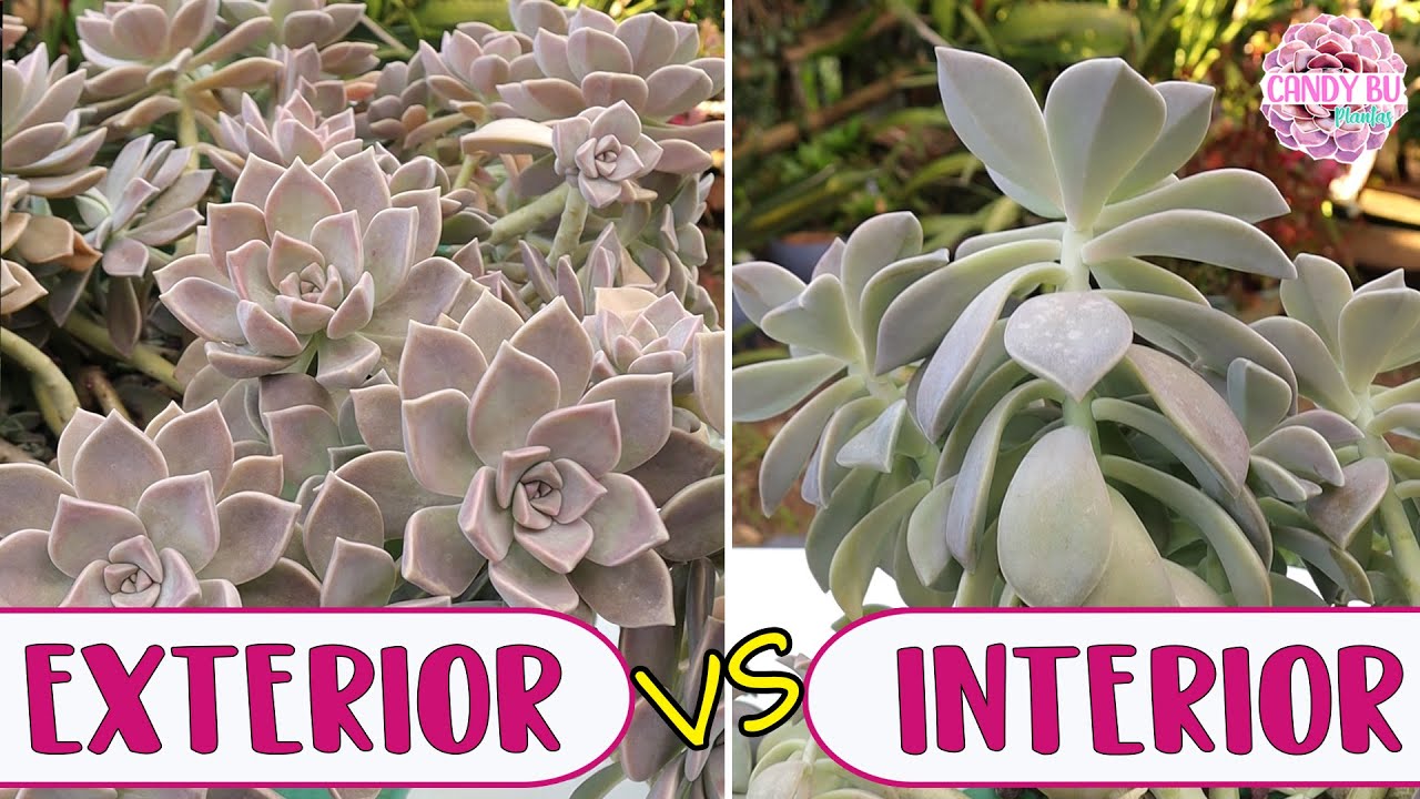 las suculentas son de interior o exterior