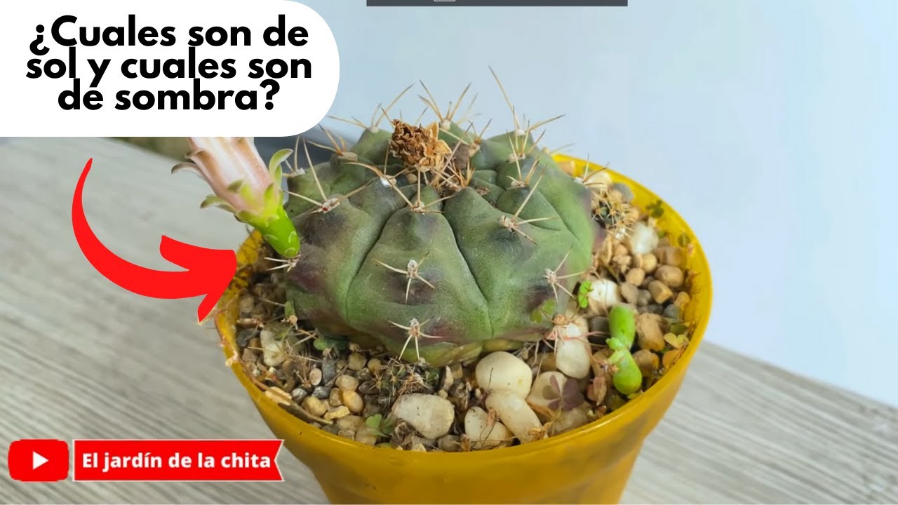 los cactus son de interior o exterior