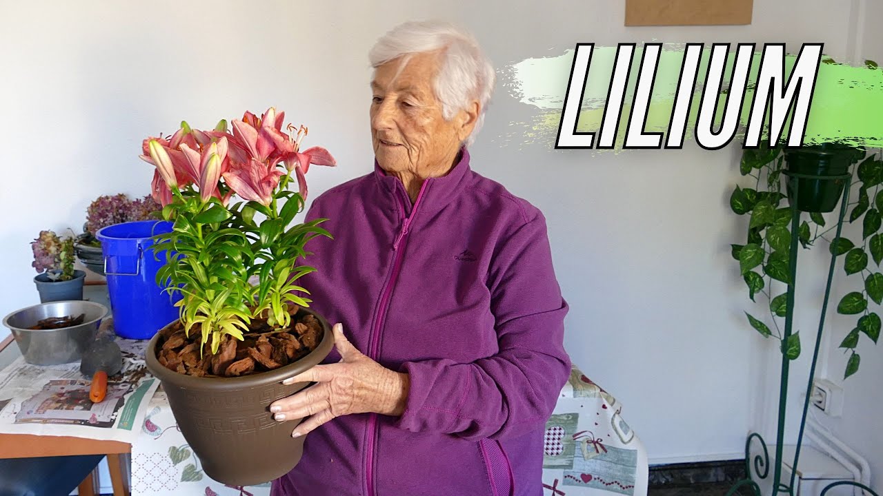 los lirios son de interior o exterior