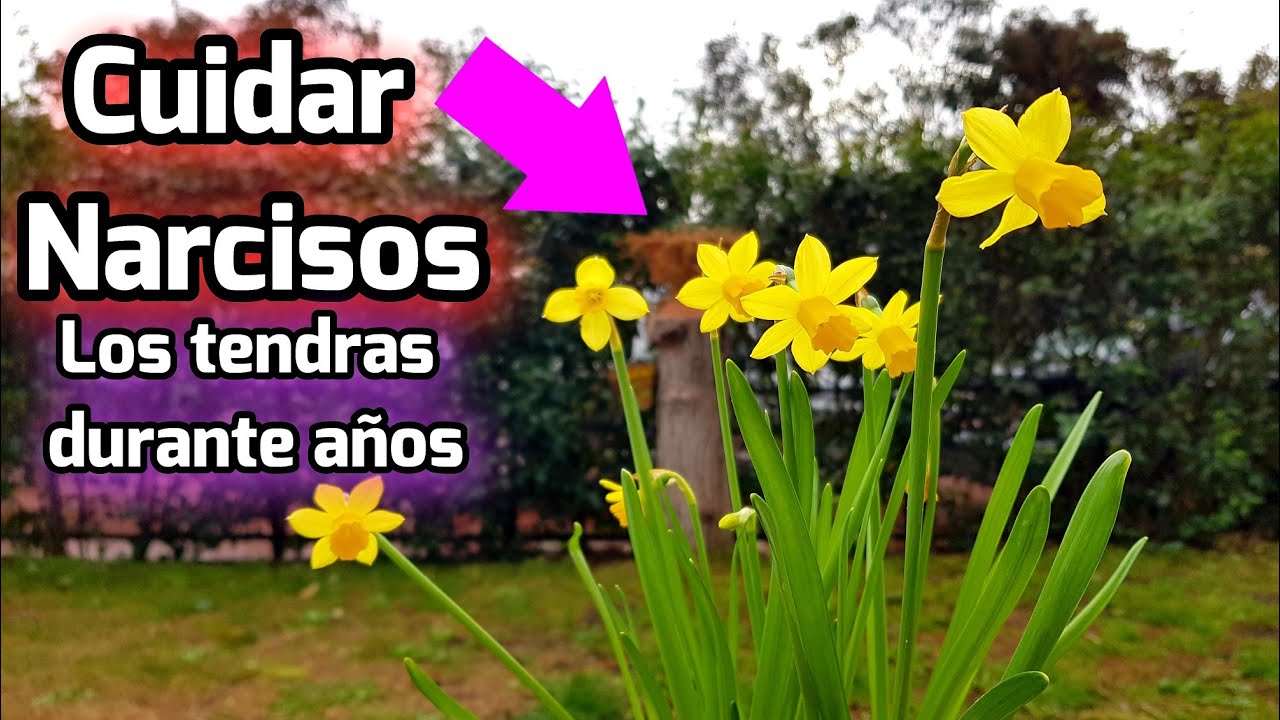 los narcisos son de interior o exterior