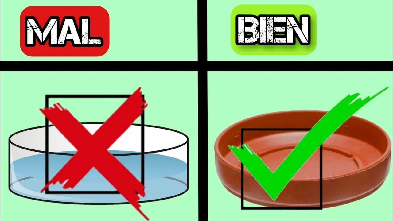 mojar al vecino de abajo al regar las macetas