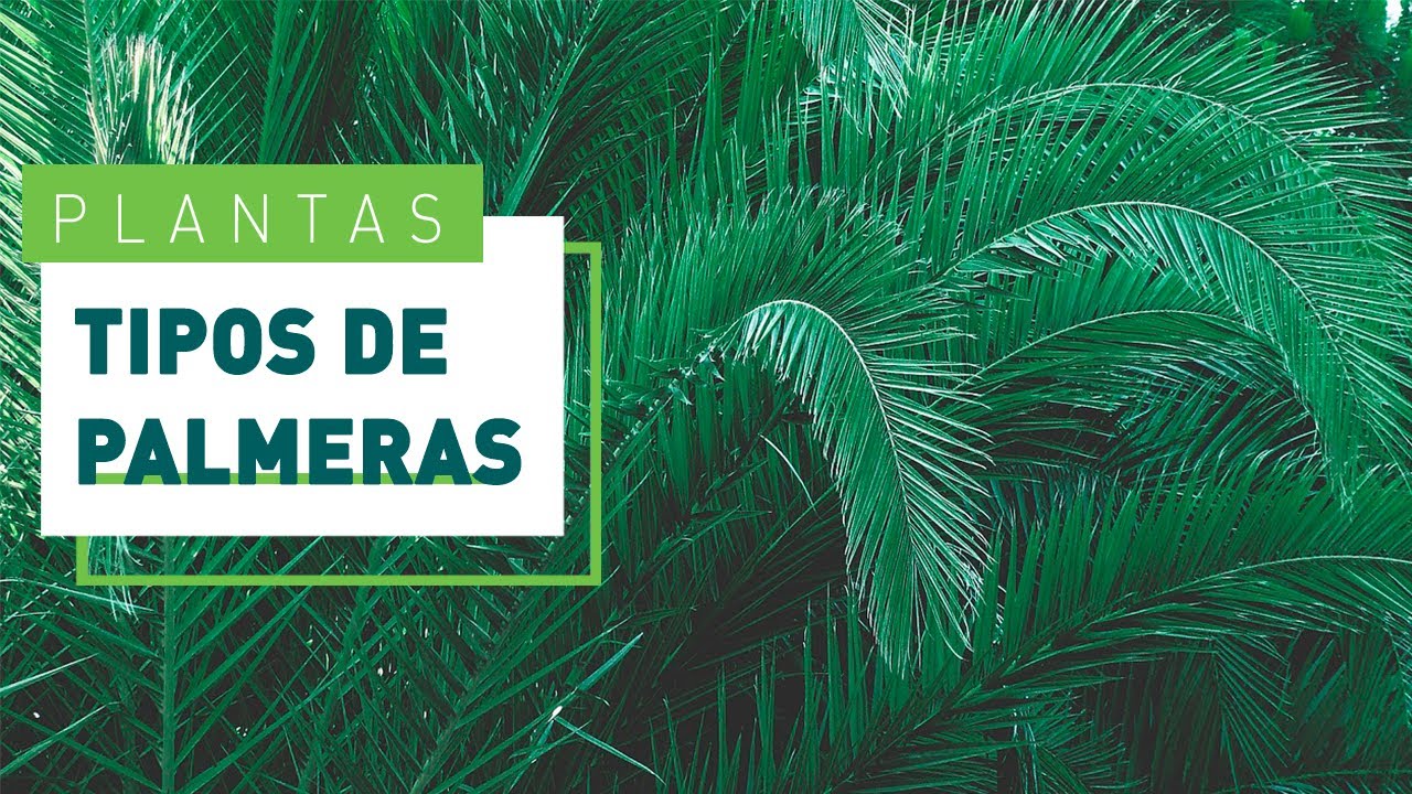 palmeras de exterior resistentes al sol