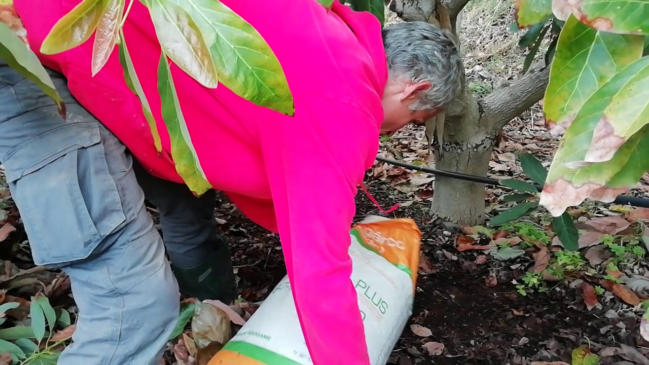plan de abonado de aguacates en la axarquía