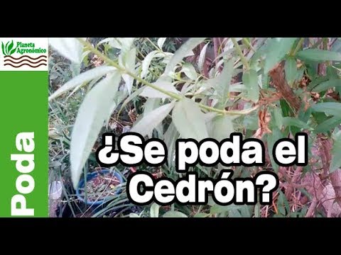 poda de la hierba luisa como se poda