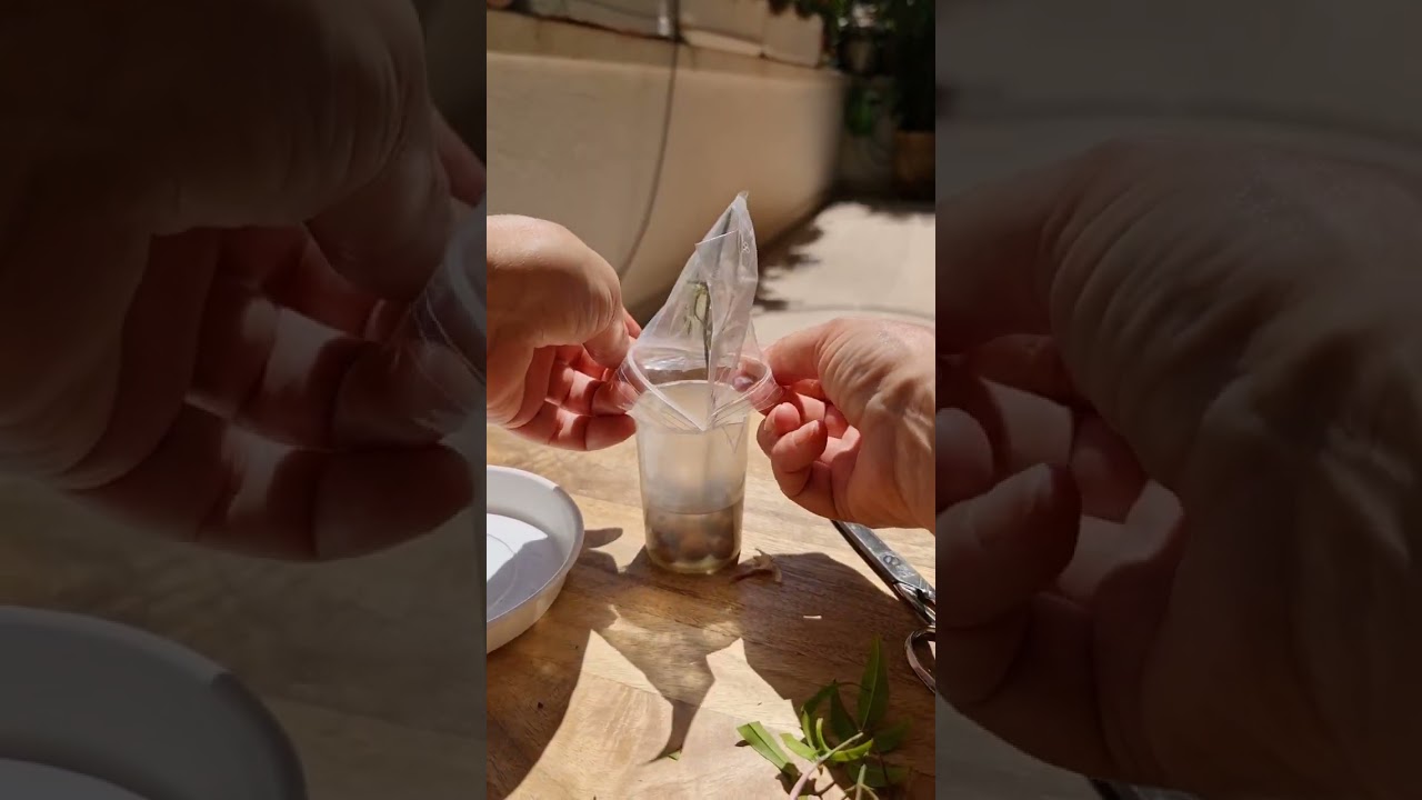 poner esquejes de jazmín en agua