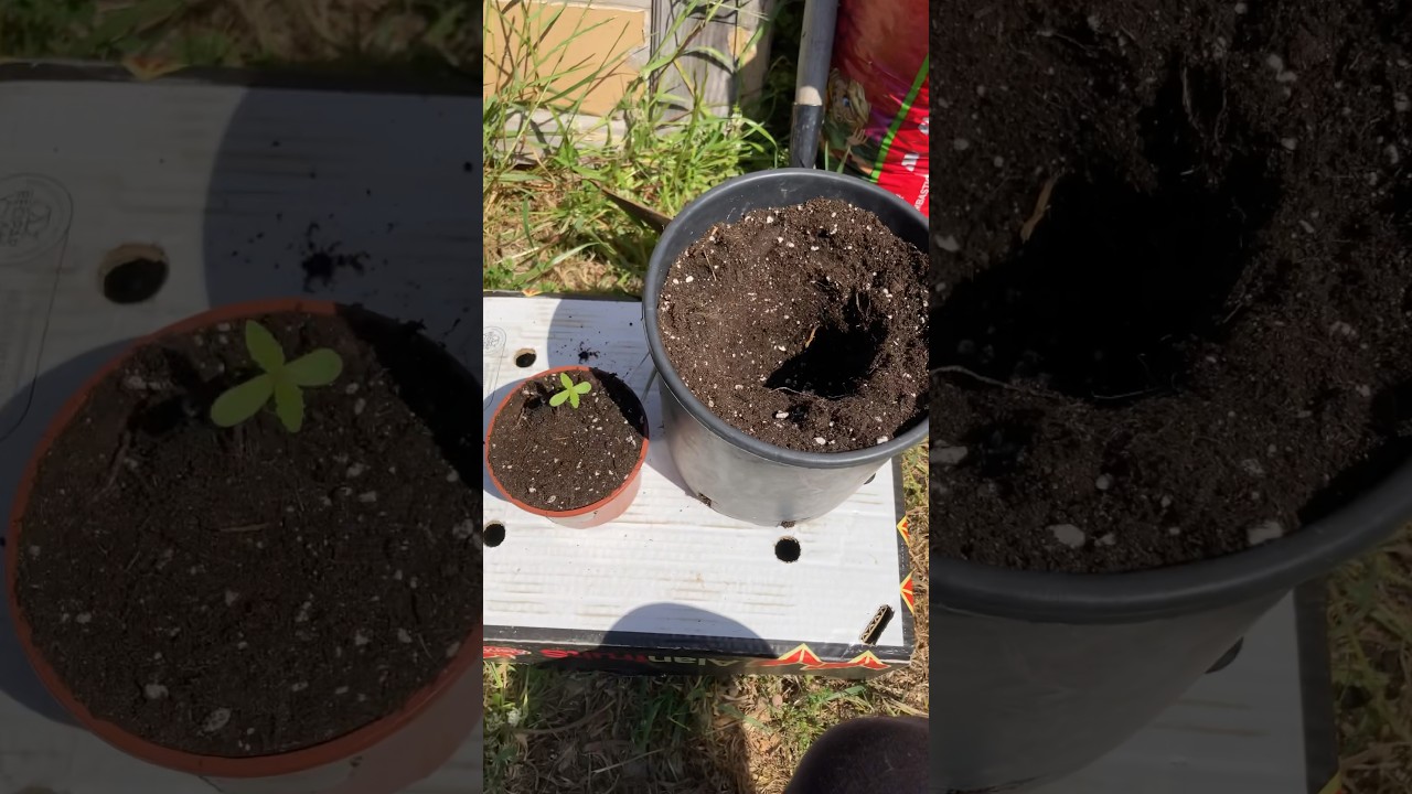 primeros días después de la germinación exterior