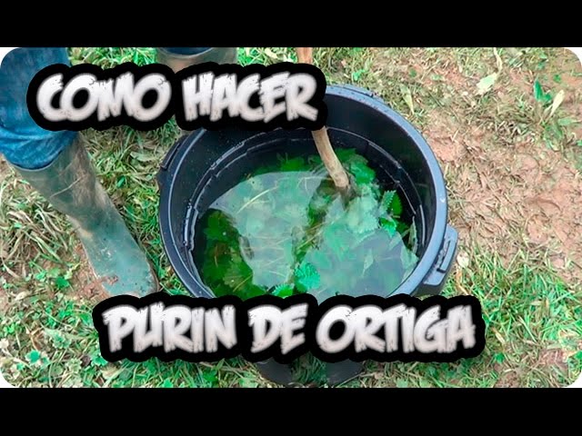 purín de ortigas como abono foliar