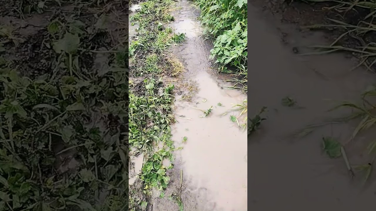 que pasa si se fumigan y llueve