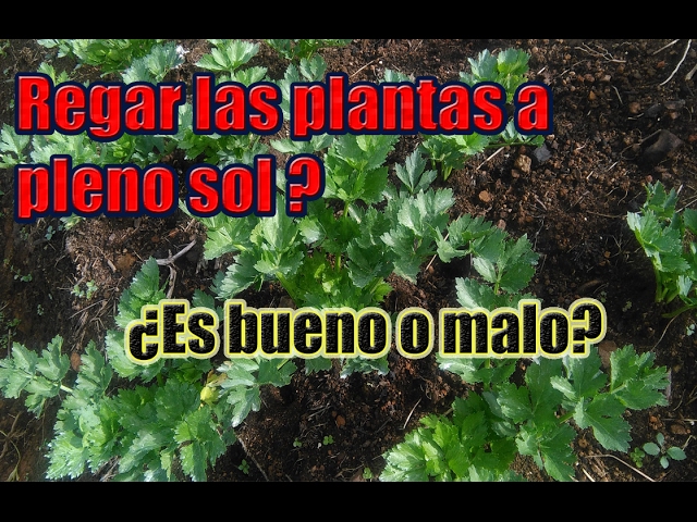 regar con luz o sin luz