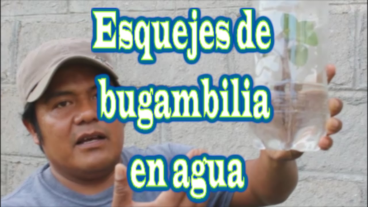 reproducir buganvilla por esqueje en agua