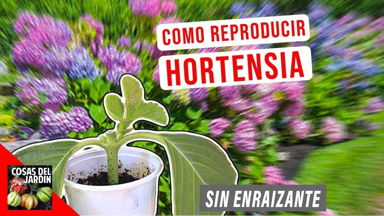 reproducir hortensias por esquejes en agua