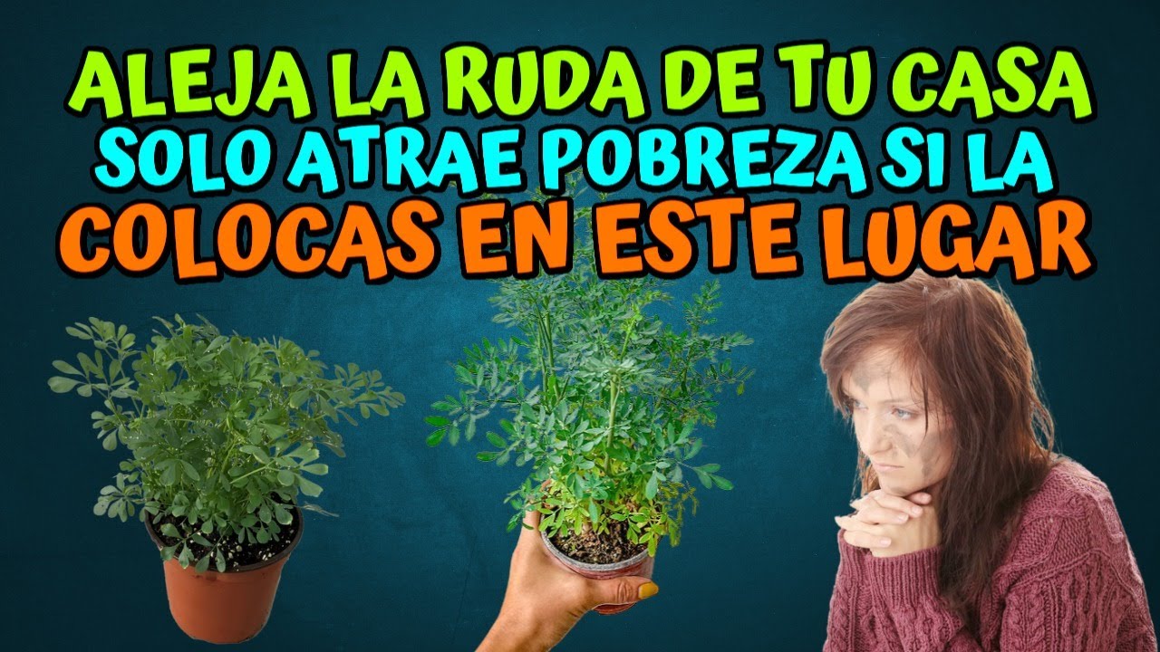 ruda en el interior de la casa