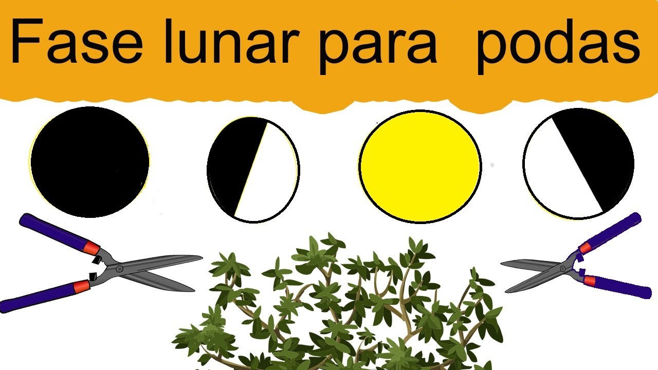se puede podar en luna llena