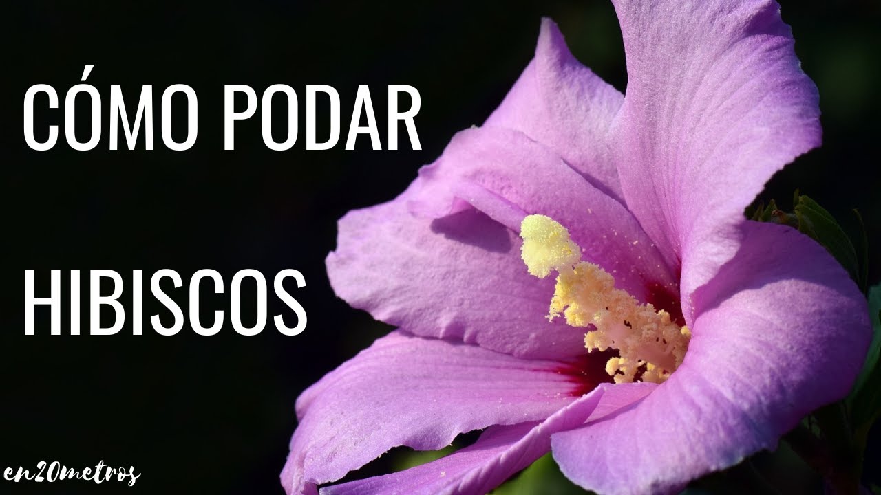 se puede podar un hibisco en verano
