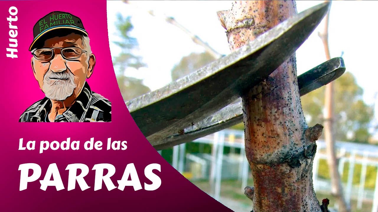 se puede podar una parra en verano