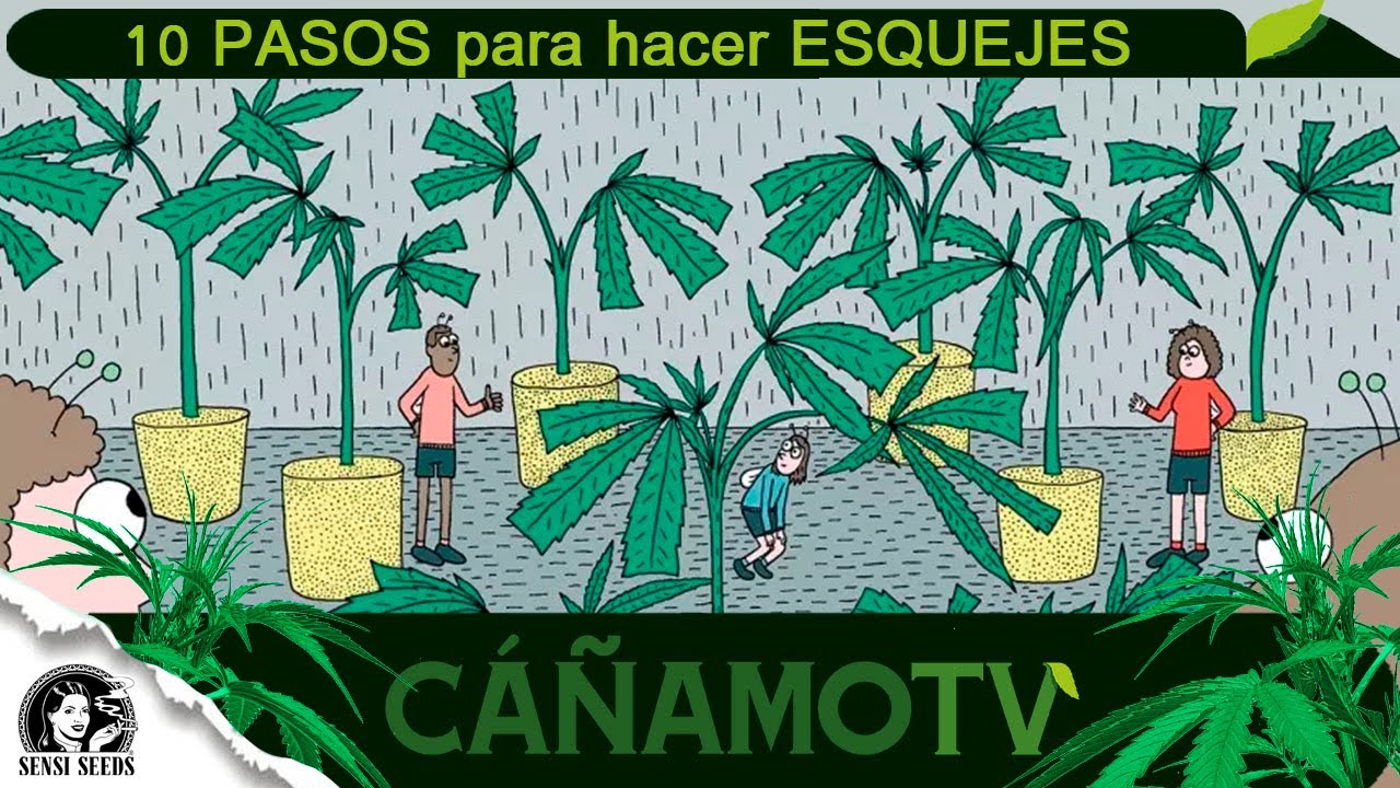 se pueden sacar esquejes de esquejes