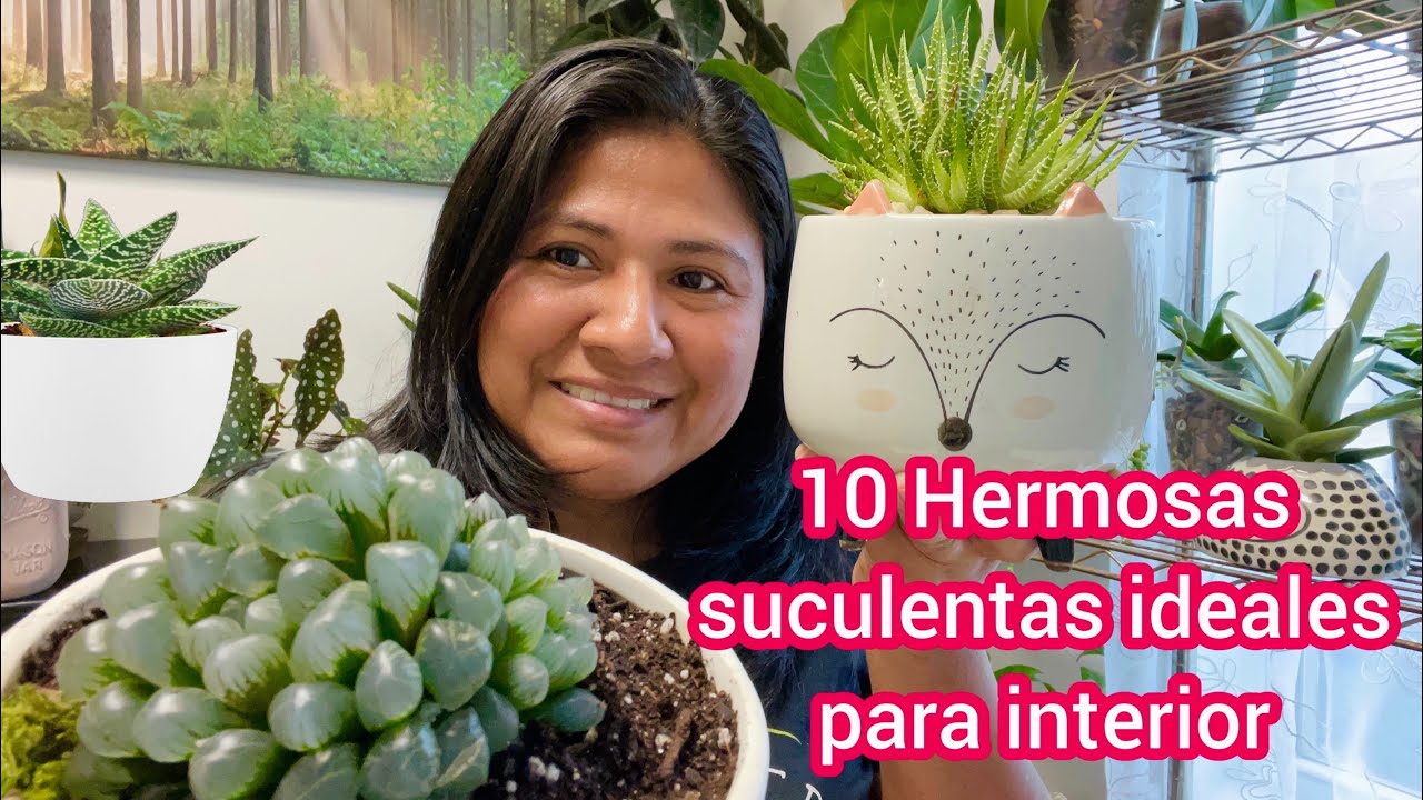 suculentas en el interior de la casa