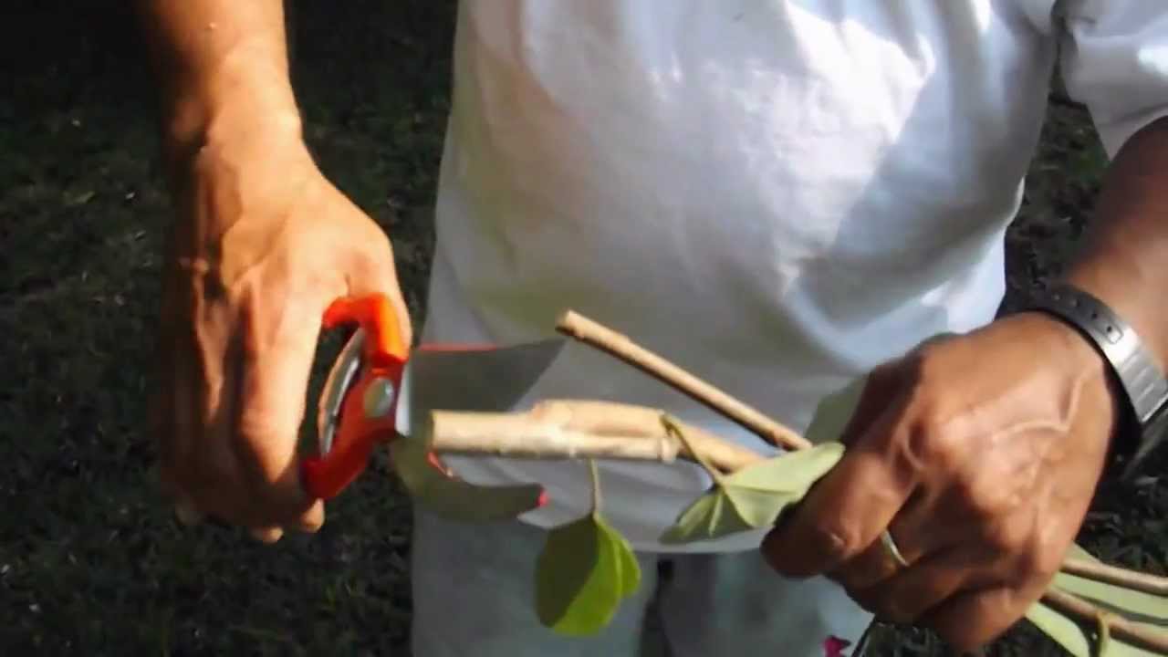 tijeras de podar de una mano