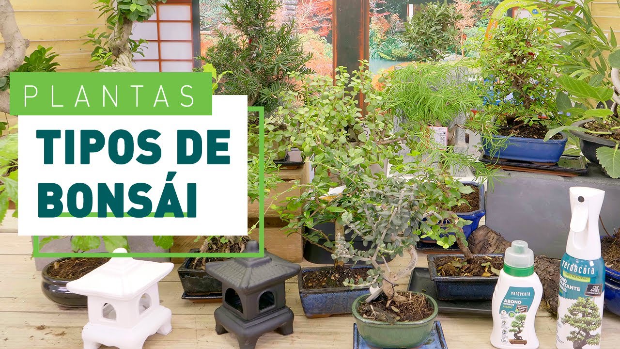 tipos de bonsai y sus cuidados