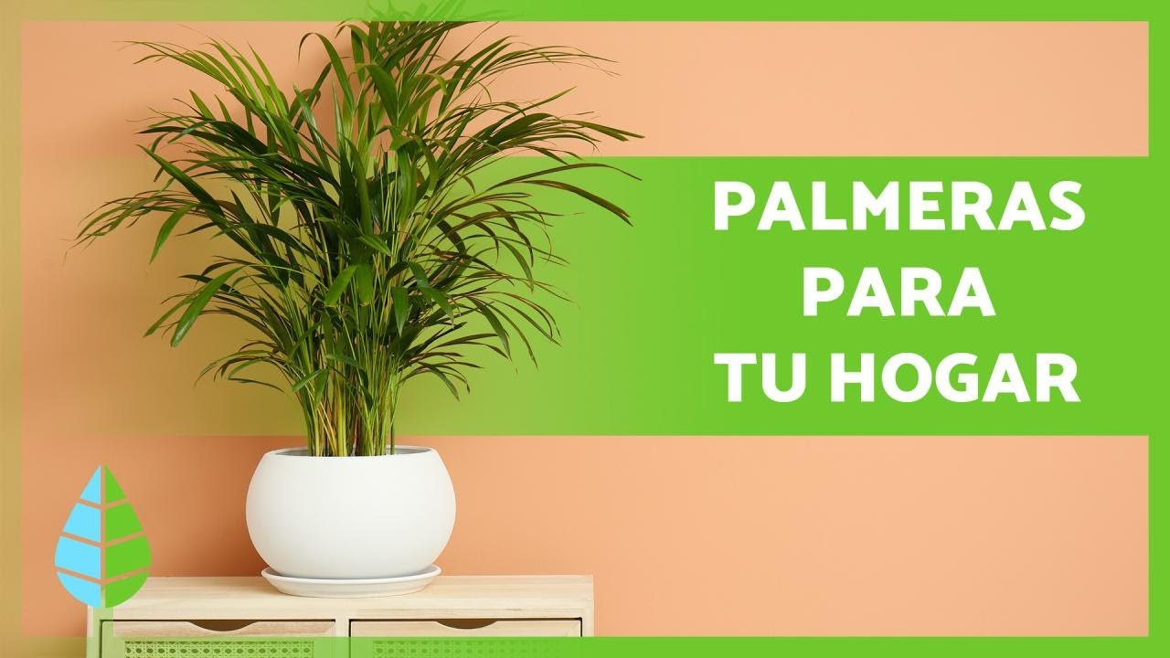 tipos de palmeras de interior y sus nombres