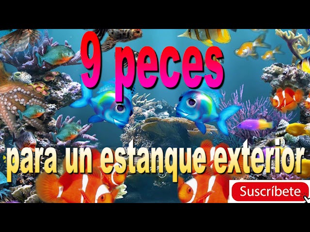 venta de peces para estanques exteriores