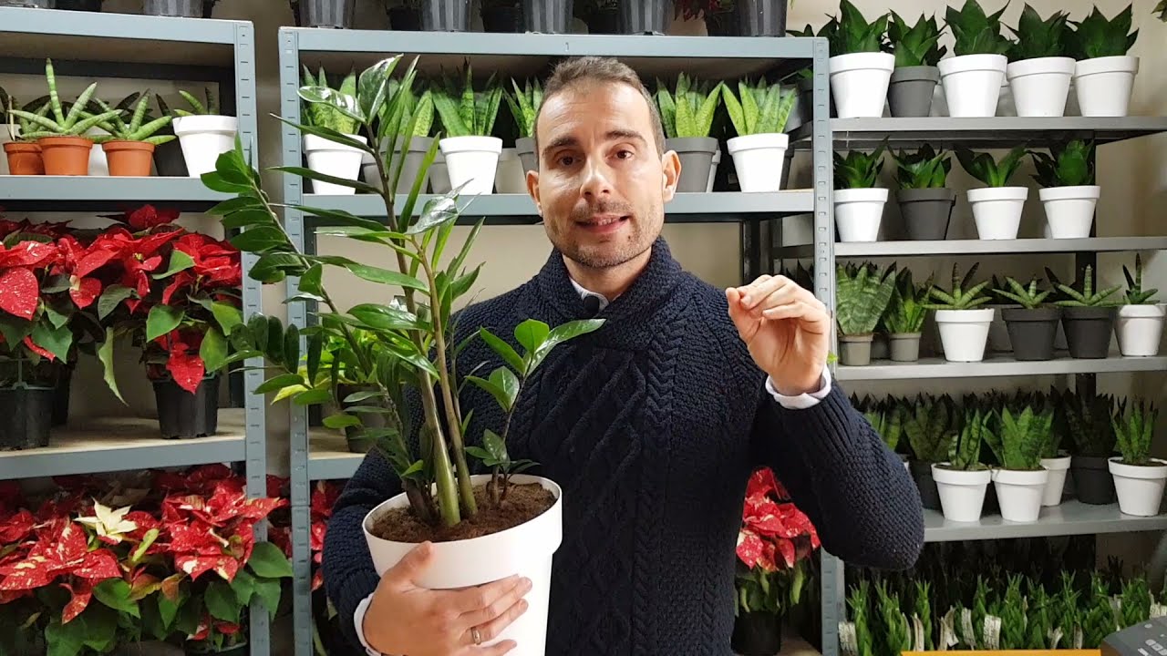 zamioculcas es de interior o exterior